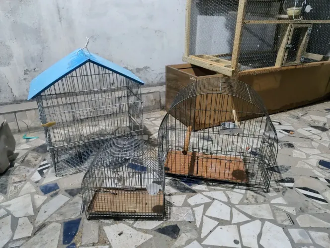 3 gaiolas 