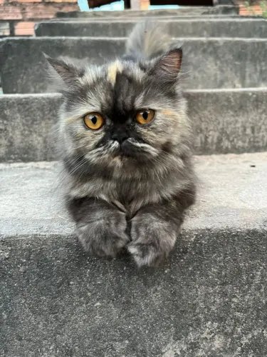 Filhote de gato PERSA (misturado)