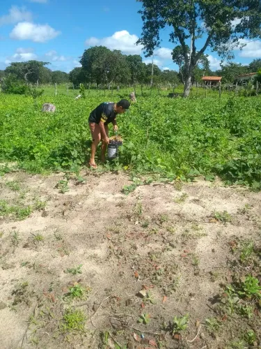 Terreno em Caraúbas