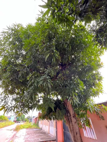 Poda de mangueiras