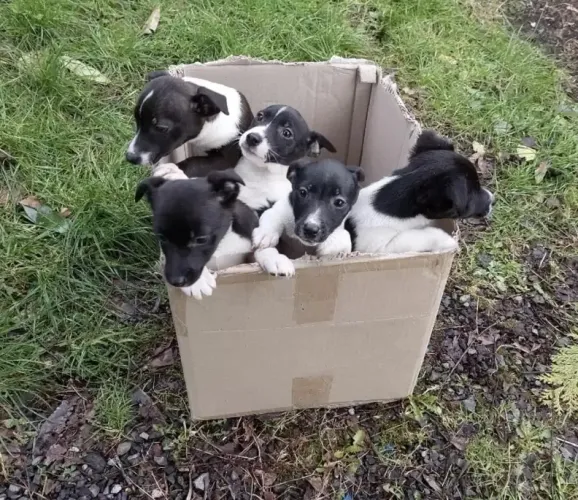 DOO CACHORROS FILHOTE URGENTE RJ