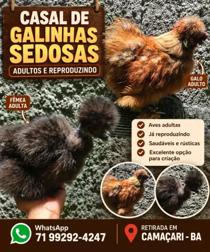 Casal galinhas sedosas