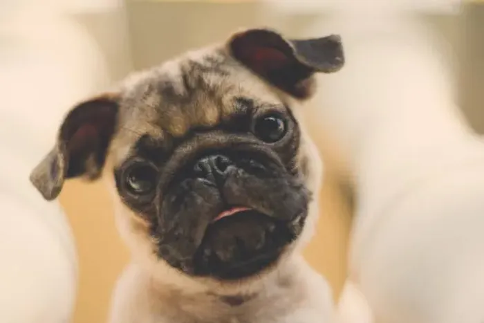 Pug de Excelente Qualidade ?