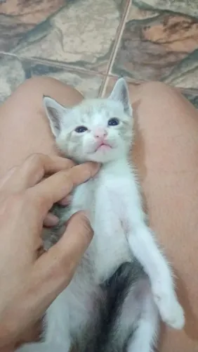 Doação dessa mãezinha com seus filhotes 