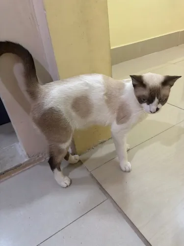 Doa-se gata castrada
