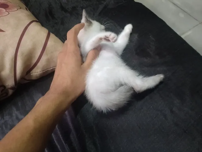 Gatinha pra adoção