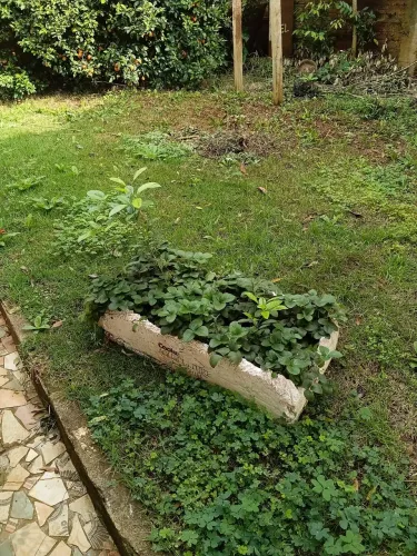 Morango