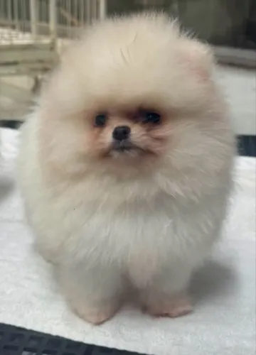 Spitz Alemão Anao ( ALTO PADRÃO ) VALOR VIA CHAT OU ZAP
