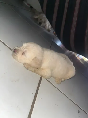 Vendo cachorro puldo porte 2,,fêmea 400