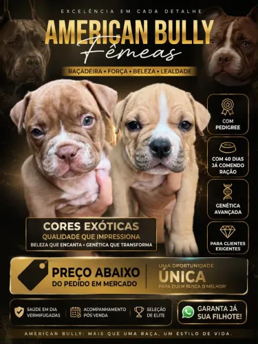American bully fêmea  