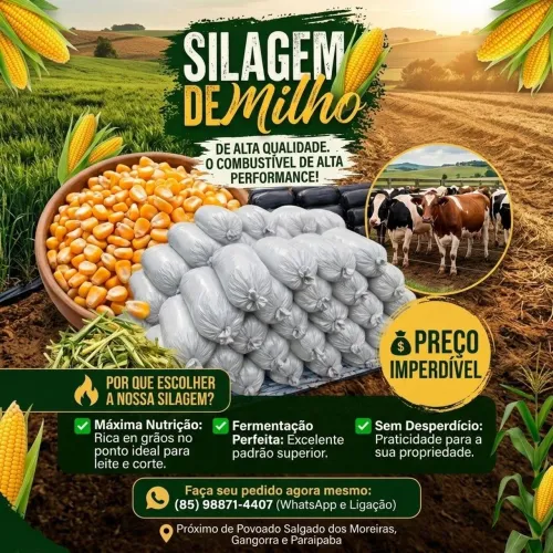 SILAGEM DE MILHO INTEIRO