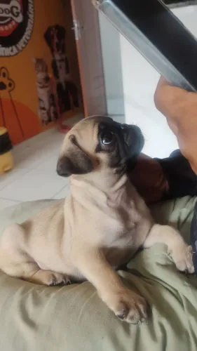 Filhote de Pug fêmea abricó 