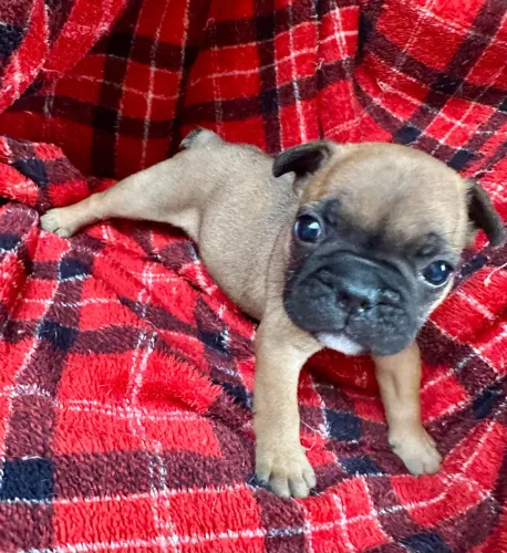 Buldogue francês 