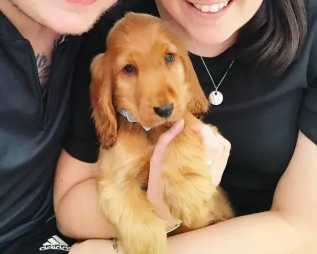 Cocker Spaniel Inglês Carinho que inspira confiança