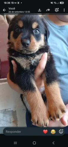 Filhotes de Rottweiler ***Fêmeas ****