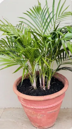 Areca Bambu 
