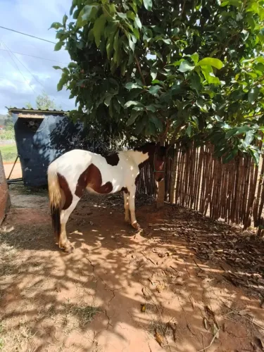 Cavalo