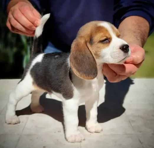 Filhotes de Beagle | Companhia que transforma tudo.