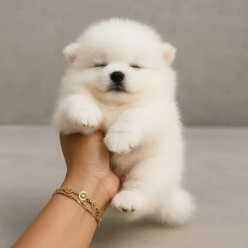 Lulu da Pomerânia fofo