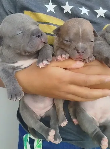 Fêmeas de American bully 