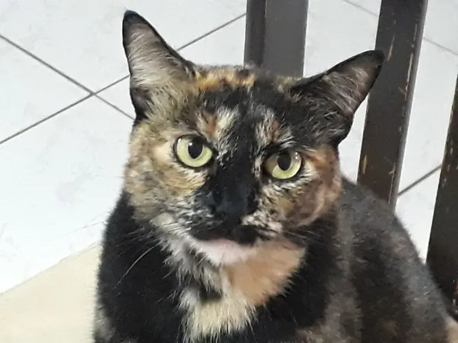 Vendo ágio de lote