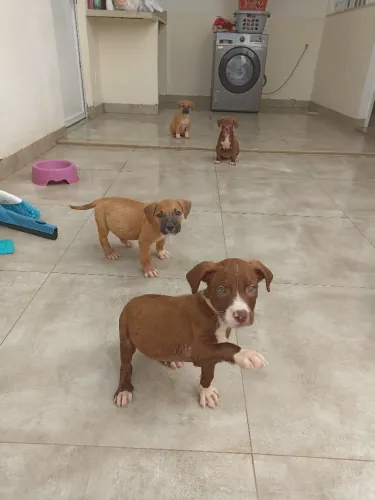 Pit Monster