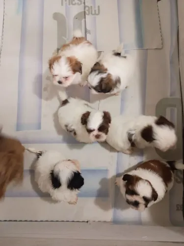 Shihtzu mini machinhos lindos