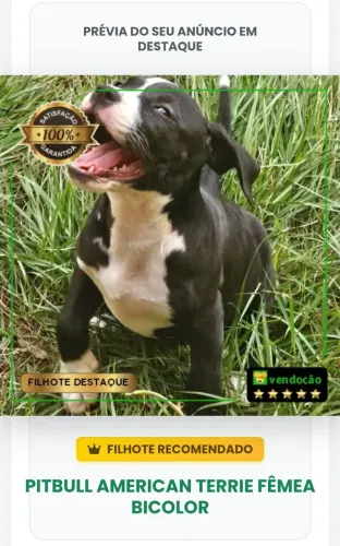 Vendo filhote pitbull american terrie