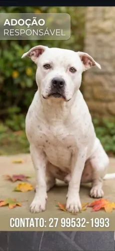 Pitbull macho para adoção responsável