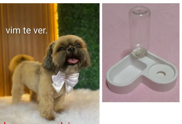 Vendo Shitzu com tudo que é dele. 
