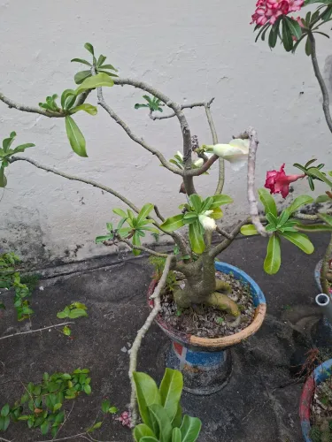 Rosa do Deserto Branco Neve Dobrada( acompanha caso próprio)