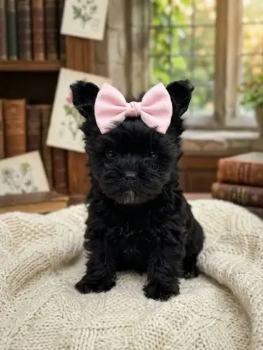 Super lindinha bebe de yorkshire black micro femea