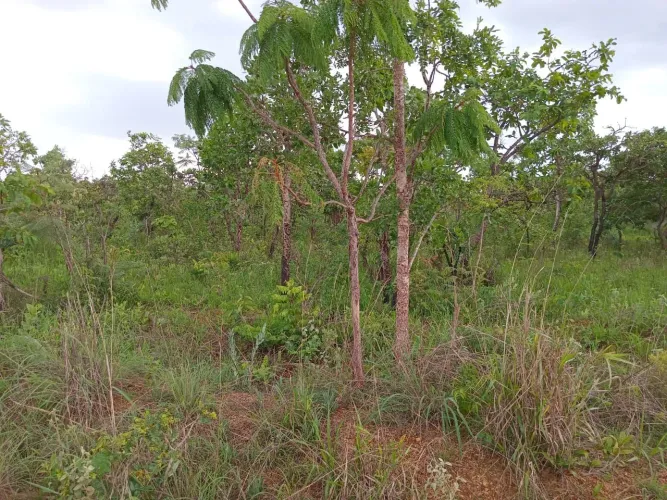 Vendo lote no jardim inga barato