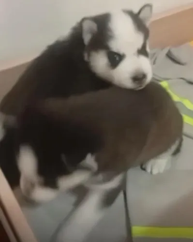 Husky siberiano lindos e cheios de energia