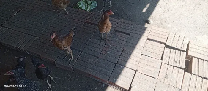 Vendo essas frangas não faço entrega