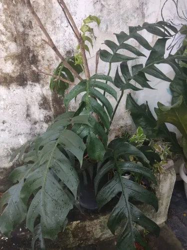 VEBDO 3 LINDAS PLANTAS