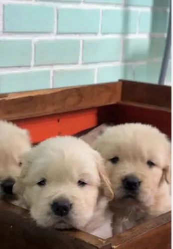 Lindos filhotes de Goldem Retrivier pronta entrega