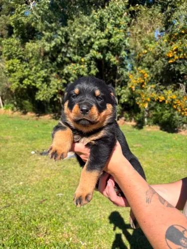 Filhote rottweiler