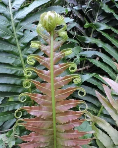 Samambaia Açu do brejo Samambaia do brejo Samambaia gigante do brejo