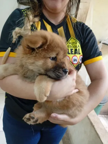 Vendo Chow Chow fêmea mil reais