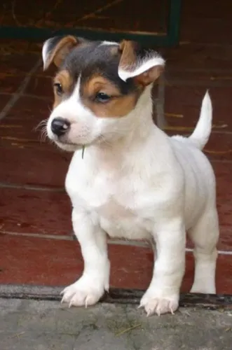 Jack Russell "Velocidade é meu segundo nome."