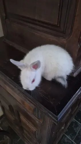 Mini Coelho  macho