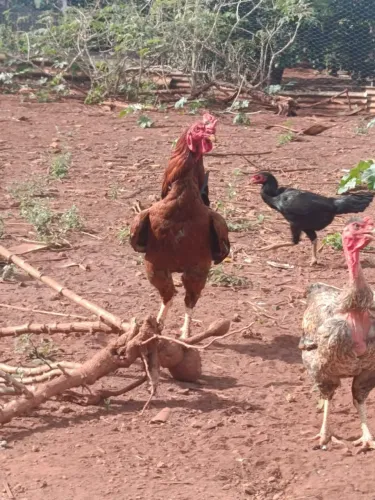 Vendo frango caipirão reprodutor! 