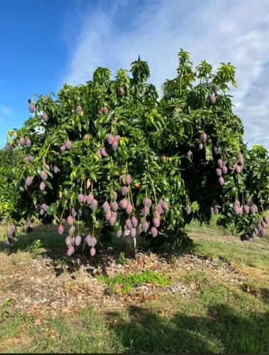Fazenda em Curaçá-BA 121 hectares na margem do Rio São Francisco