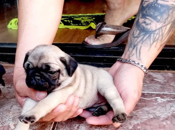 Vendo Pug