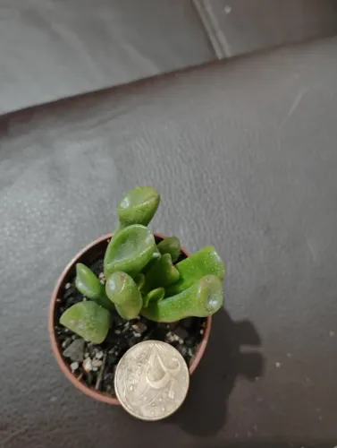 Cactos suculentas coleção Crassula ovata Gollum - orelha de shrek