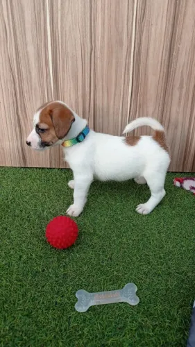 Jack Russel fêmea pronta entrega 