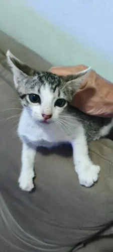 Gata filhote femia rajadinha 