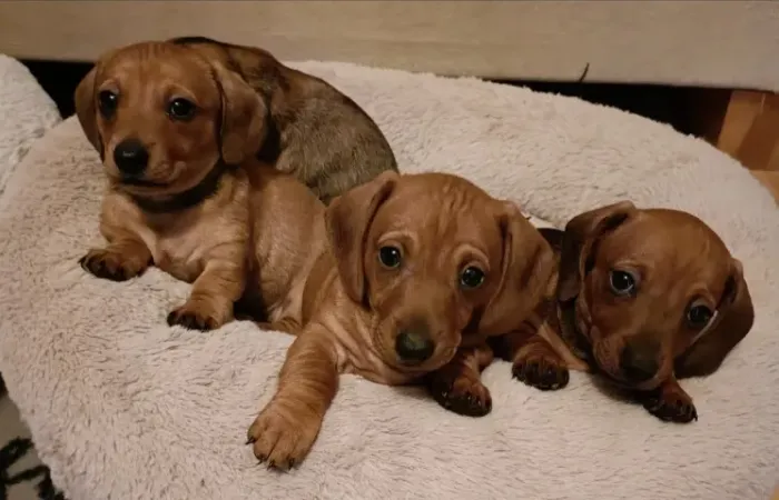 Cachorro filhote dachshund/teckel/basset/salsicha/cofap dócil