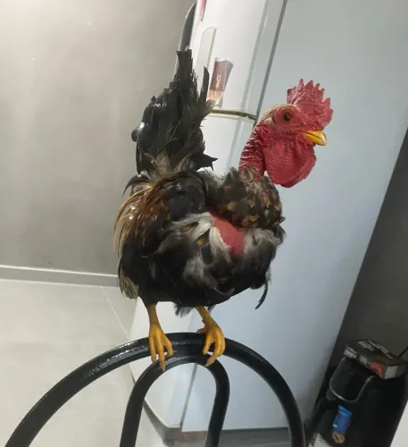 Galo garnizé pescoço pelado